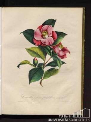Camellia. j. roseo grandiflora simplici