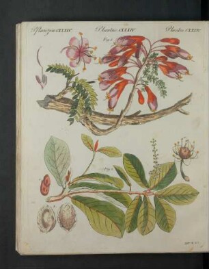 Tafel: Pflanzen CXXXIV. [...]