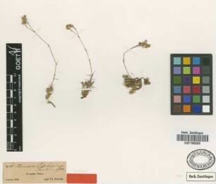Arenaria ledebouriana Fenzl [isotype]