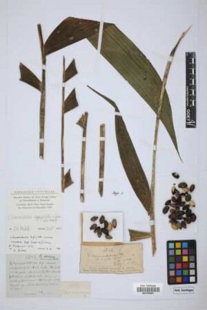 Chamaedorea sp.