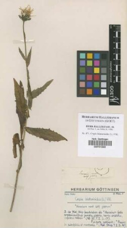 Crepis blattarioides (L.) Vill.