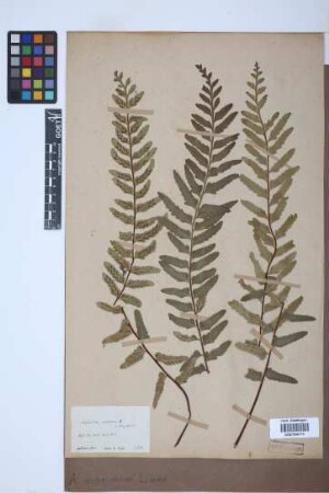 Asplenium marinum