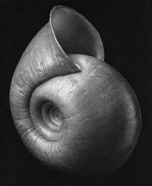 Chloritis ungunlina L. Ceram, Landschnecke