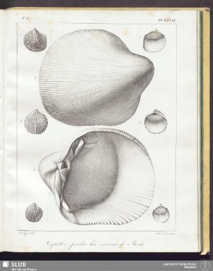 Pl. XXVII
