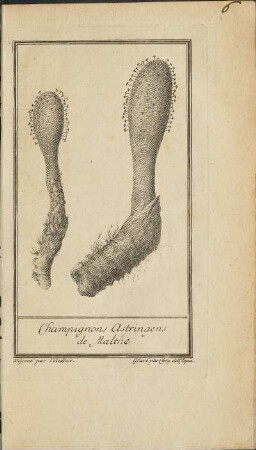 Illustration 2: Champignons Astringens de Malthe