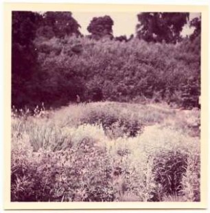 Bundesgartenschau 1955, Kassel: Pflanzen
