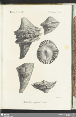 Pl. 549