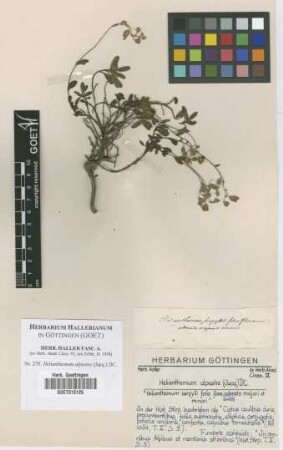 Helianthemum alpestre (Jacq.) DC.