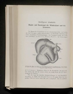 Dreißigster Abschnitt. Magen- und Darmkanal der Wiederkäuer und des Schweines.