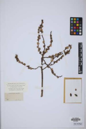 Drymophloeus ceramensis Miq.