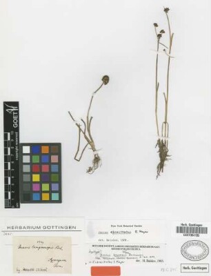 Juncus lampocarpus Ehrh.