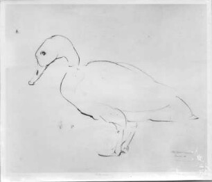 Eiderente (Vogelinsel Vilsand). Tuschezeichnung (1932; E. Richter). Dresden-Südvorstadt, Eisenstuckstraße, Atelier der Künstlerin