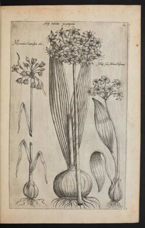 Taf. 61. [Lauch oder Moly]