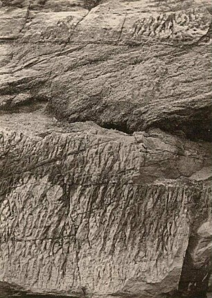 Rabenau-Klein-Ölsa. Senkrechte Rillen im Sandstein am Götzenbüschen