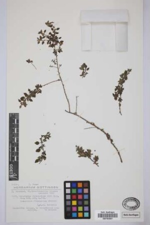 Parietaria filamentosa Webb & Berth.