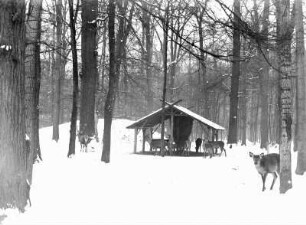 Futterstelle im Wald