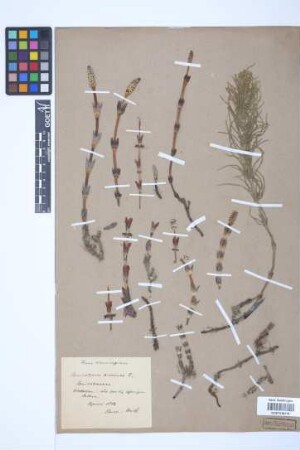 Equisetum arvense L.