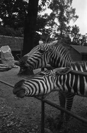 Neue Zebras für den Karlsruher Zoo.
