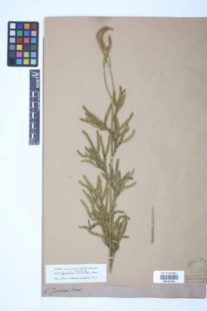 Lycopodium jussiaei Desv. ex Poir.