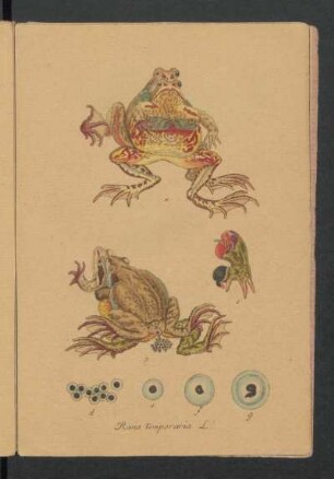 Rana temporaria L.