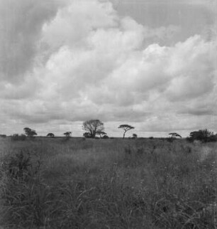 Savannenlandschaft : Blick über die Savannenlandschaft bei Taveta