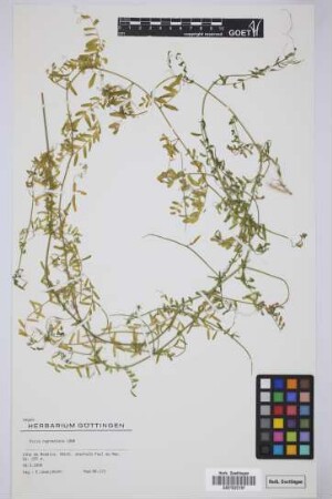 Vicia capreolata Lowe