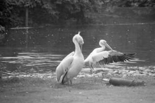 Pelikane im Karlsruher Zoo