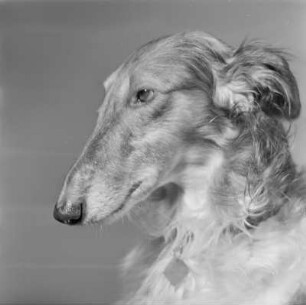 Windhund