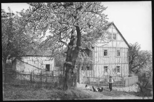 Cossebaude. Baumblut