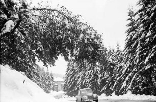 Hornisgrinde: Verschneite Birke beugt sich über die Straße