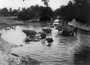 Wasserstelle für Vieh : Thailand. Ochsentränke, 1908/1913