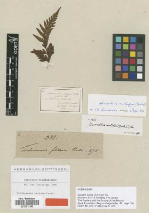 Trichomanes solidum G.Forst. [type]