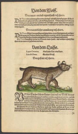 Von dem Luchs. Lupus Cervarius. Ein Luchs/ Lux/ oder Luxs. Linx & Chaos. Ein thier Wolff.