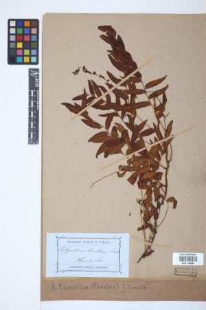 Arthropteris tenella (Forst.) J.Sm.