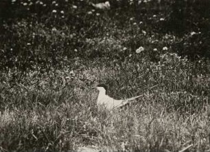 Flussseeschwalbe (Sterna hirundo L.), brütend
