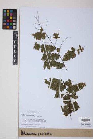Adiantum pectinatum Kunze & Ettingsh.