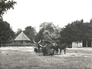 Dresden, Zoologischer Garten, Watussirinder oder Ankolerinder