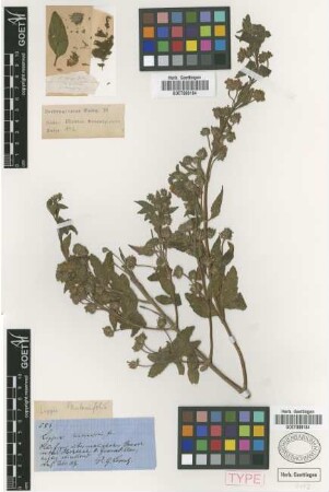 Lippia lantanifolia Griseb. [type]