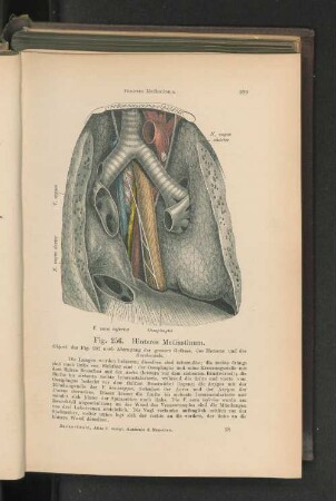 Fig. 256. Hinteres Mediastinum.