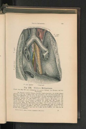 Fig. 256. Hinteres Mediastinum.