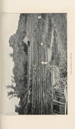 Rice planting in terraces