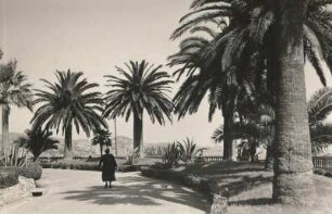San Remo. Uferpromenade mit Palmen