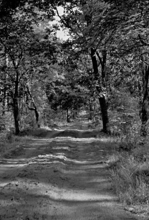 Darß, Waldweg