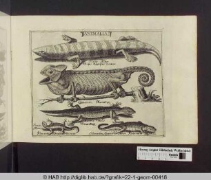 Animalia: Echsen und Chamäleon