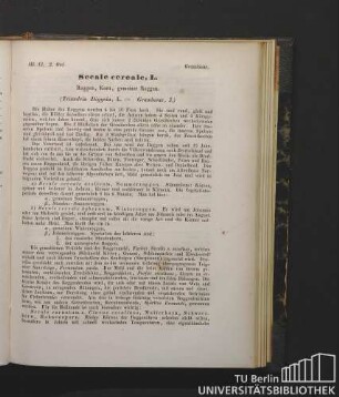 Gramineae. Secale cereale, L. Roggen, Korn, gemeiner Roggen. (Tiandria Digynia, L. - Gramineae, J.)