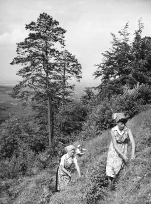 Waldarbeiterinnen im Pfälzer Wald