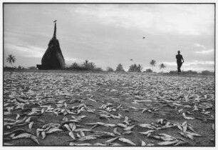 Alapuzzha. Am Strand werden die Fische getrocknet