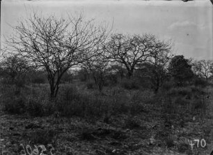 Savanne : Blick auf Savanne. Vielleicht Ruheplatz eines Löwenrudels.