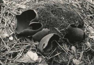 Pilze. Becherling, kastanienbrauner, Peziza badia