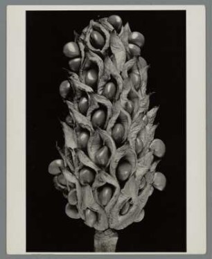 Magnolie, Sammelfrucht (Magnolia virginiana)